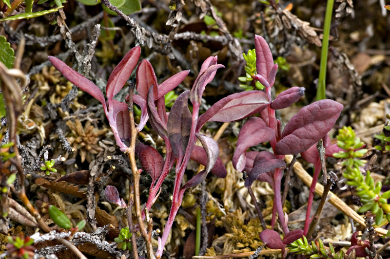 Exobasidium karstenii (door Nico Dam)