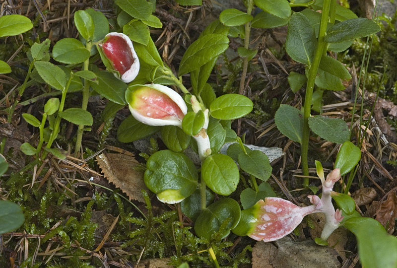 Exobasidium vaccinii (door Nico Dam)