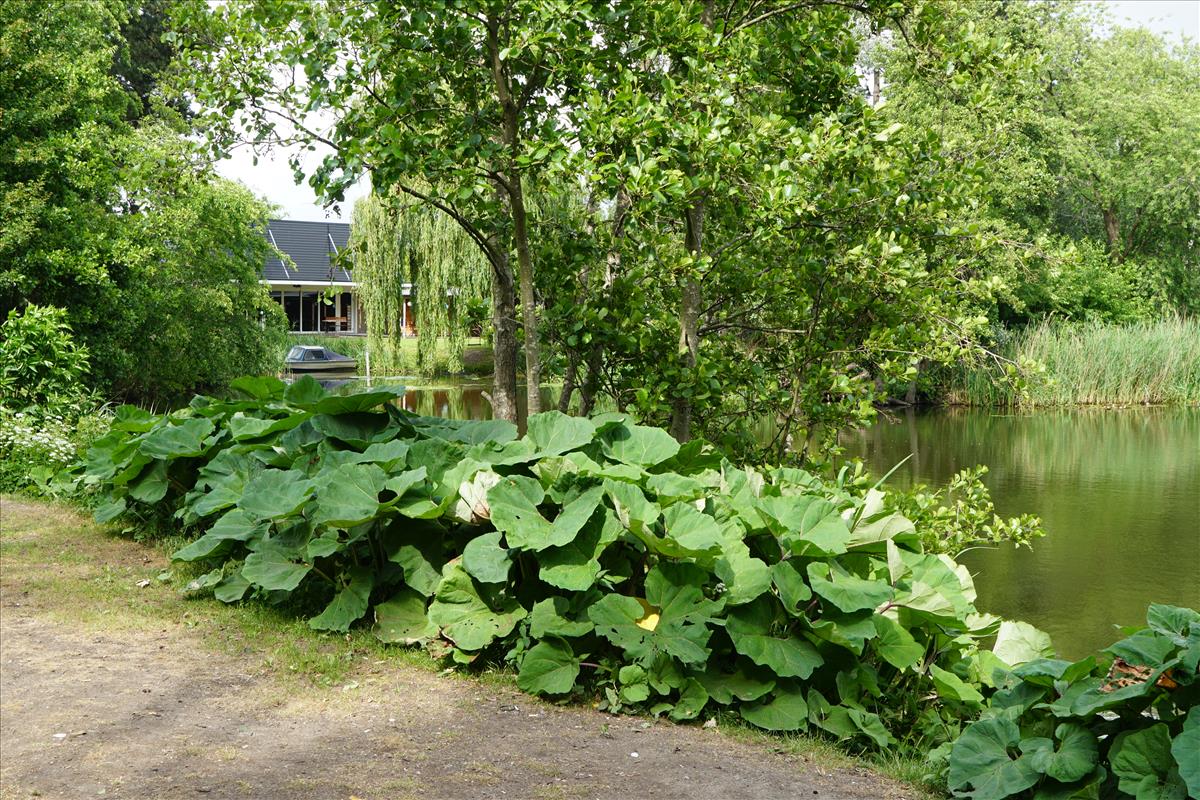 Petasites hybridus (door Jetske Metzlar)