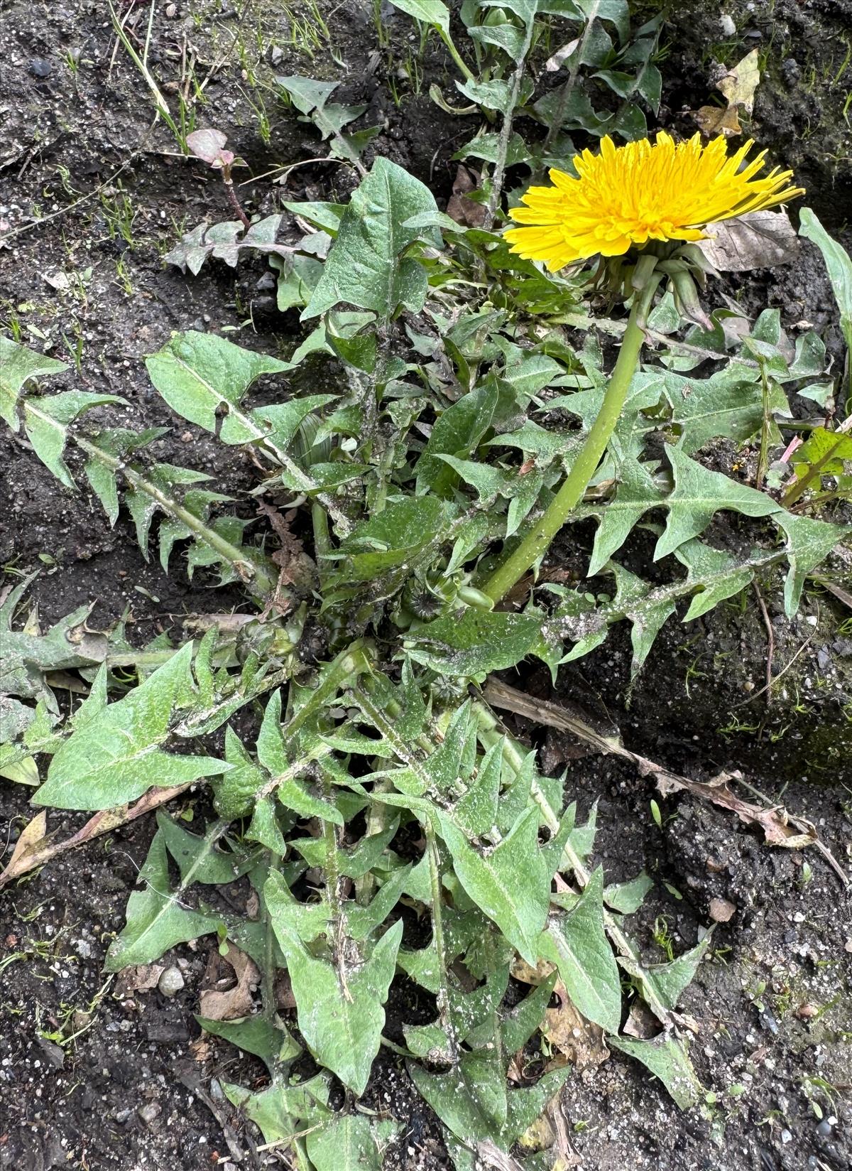 Taraxacum exacutum (door Jelle J. Hofstra)