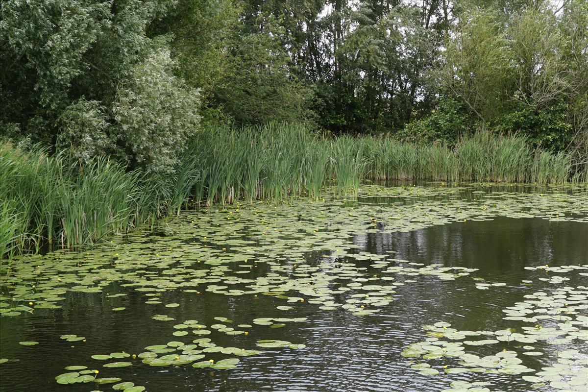 Nuphar lutea (door Jetske Metzlar)