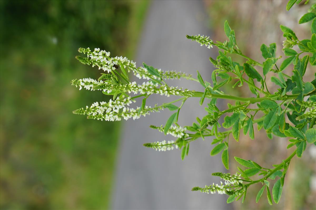 Melilotus albus (door Jetske Metzlar)