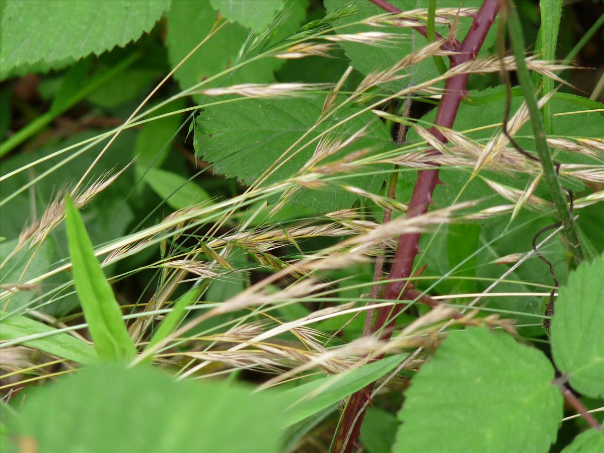 Vulpia bromoides (door Willemien Troelstra)