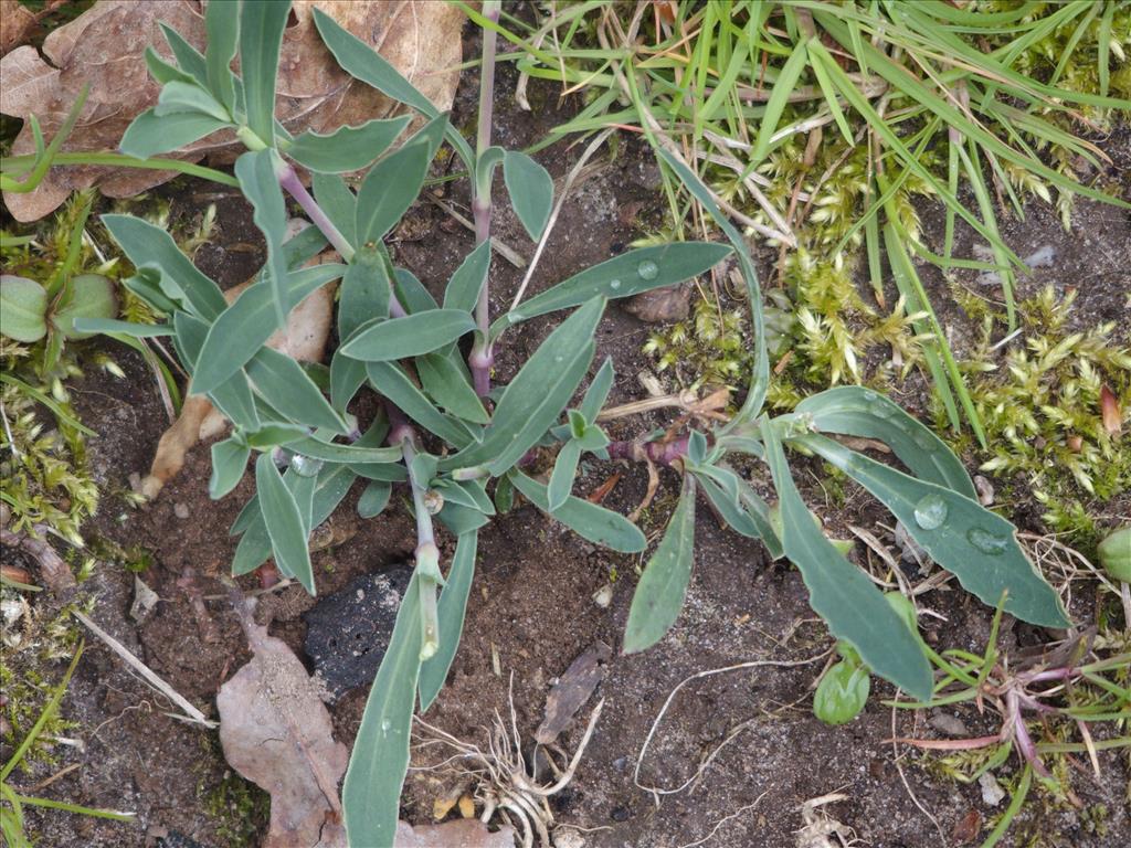 Silene vulgaris (door Willemien Troelstra)