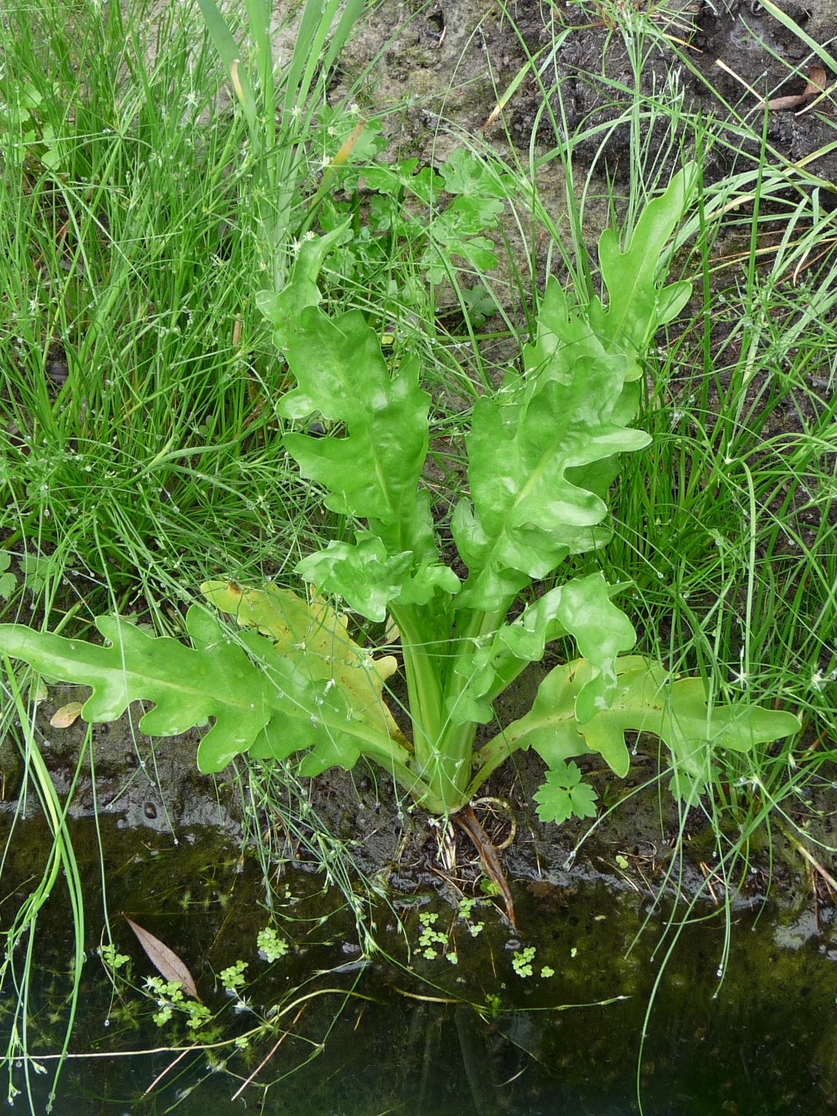 Tephroseris palustris (door Willemien Troelstra)