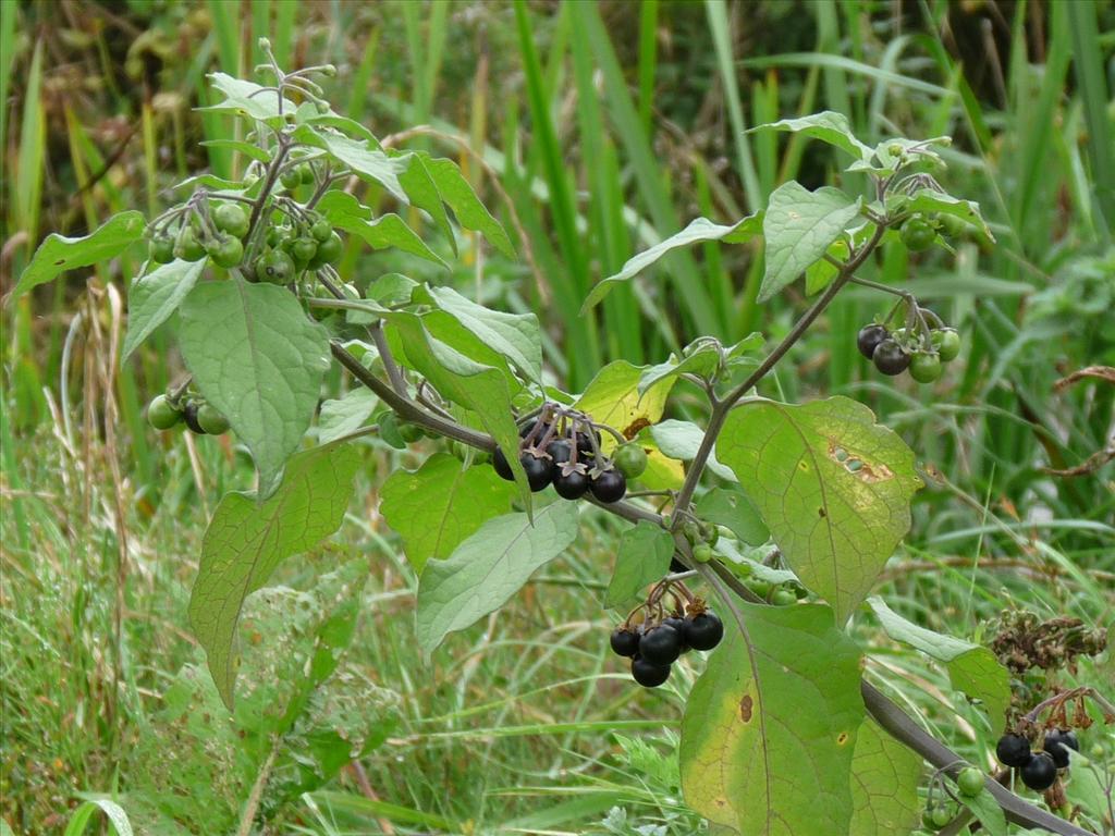 Solanum nigrum subsp. nigrum (door Willemien Troelstra)