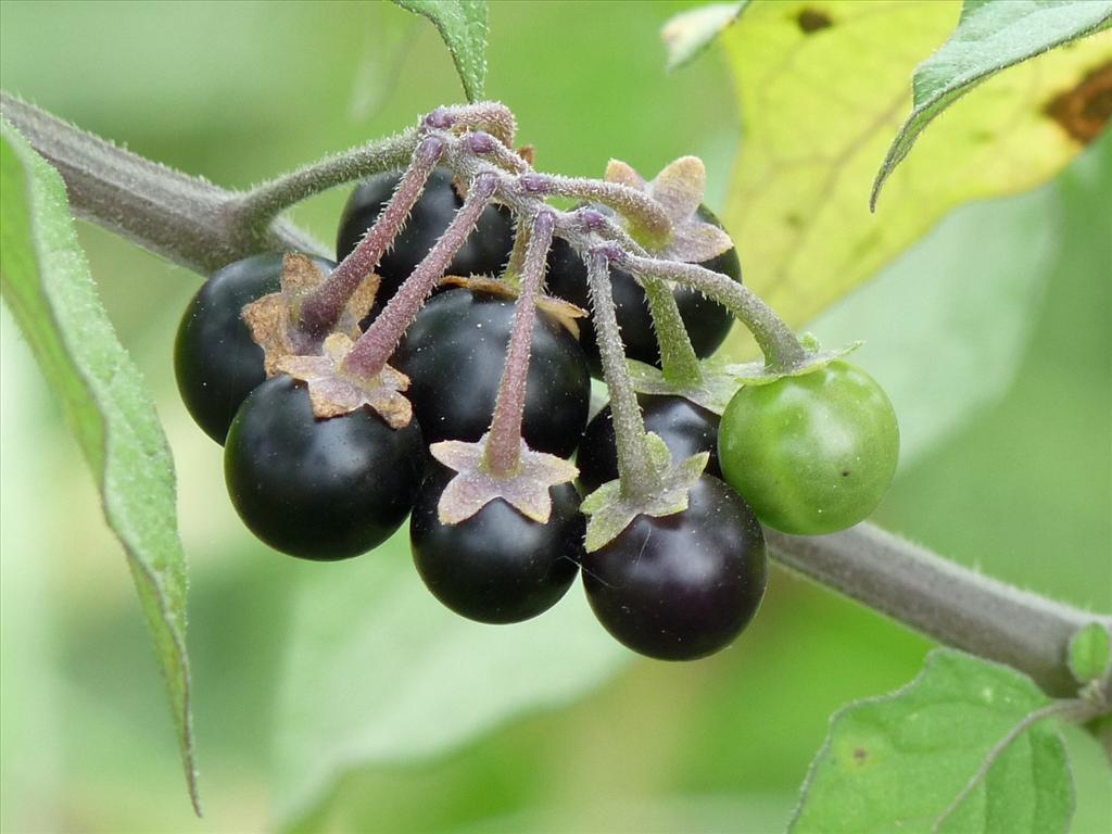 Solanum nigrum subsp. nigrum (door Willemien Troelstra)