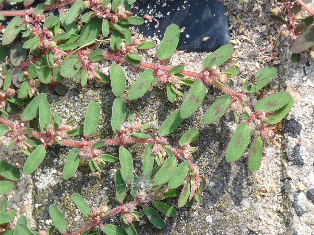 Euphorbia maculata (door Willemien Troelstra)