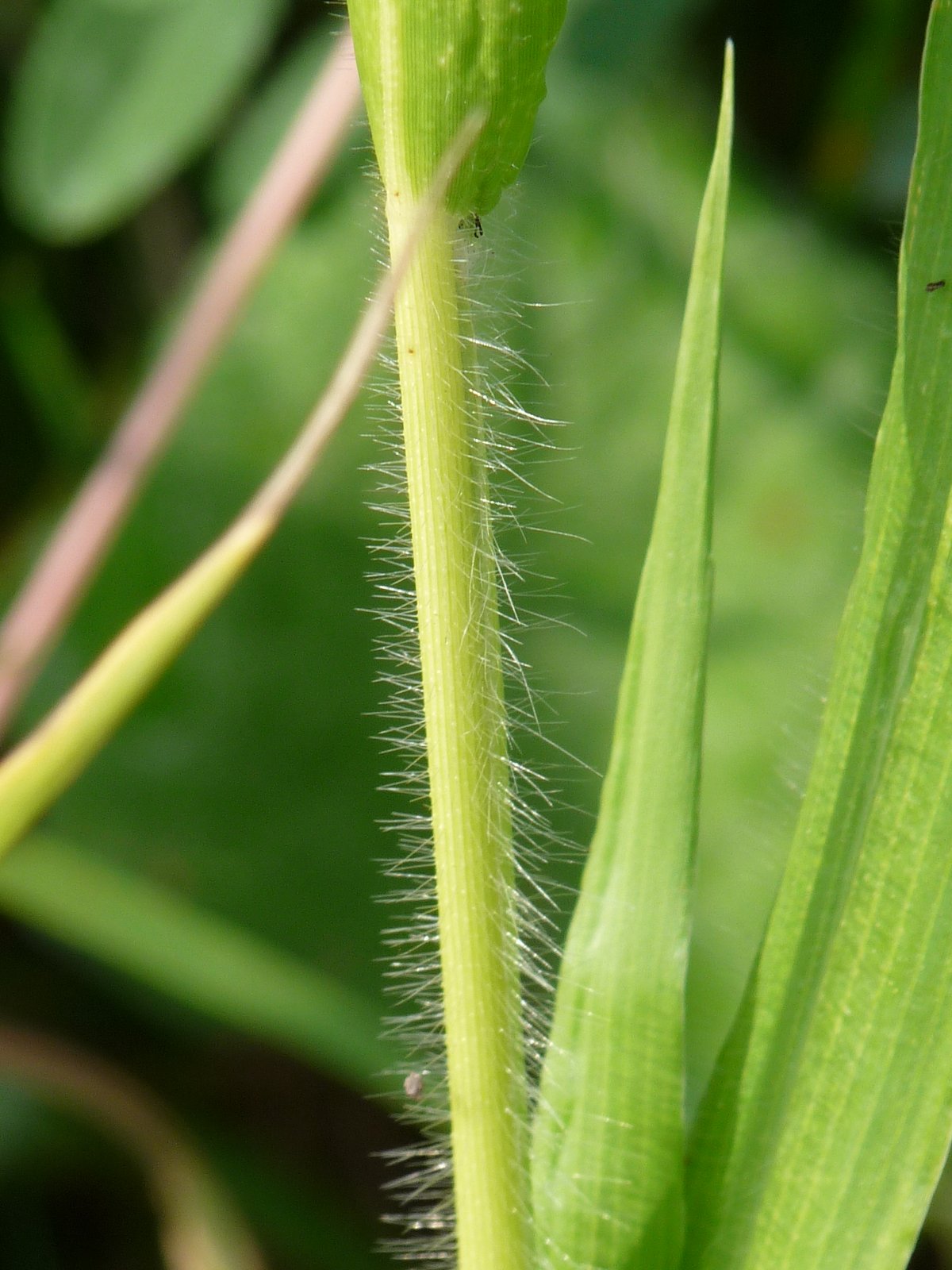 Panicum miliaceum (door Willemien Troelstra)