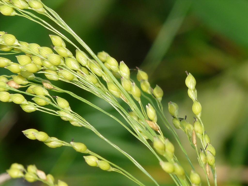 Panicum miliaceum (door Willemien Troelstra)