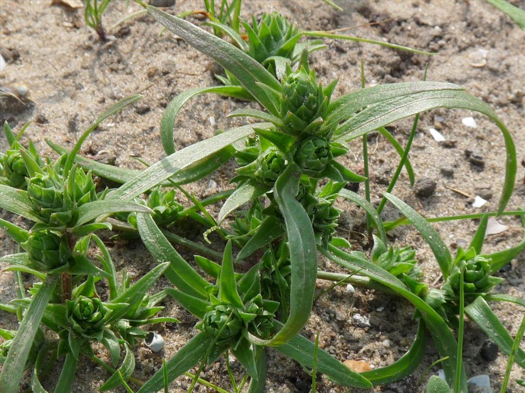 Corispermum pallasii (door Willemien Troelstra)