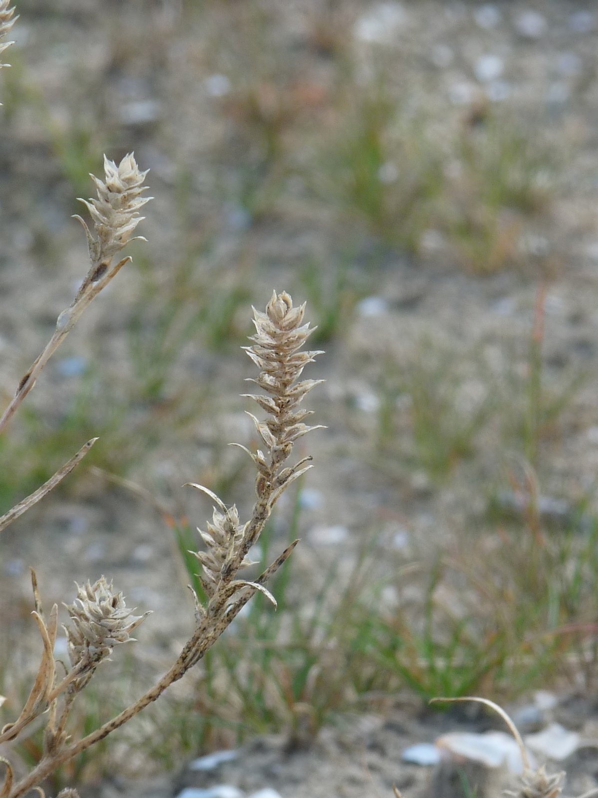 Corispermum pallasii (door Willemien Troelstra)