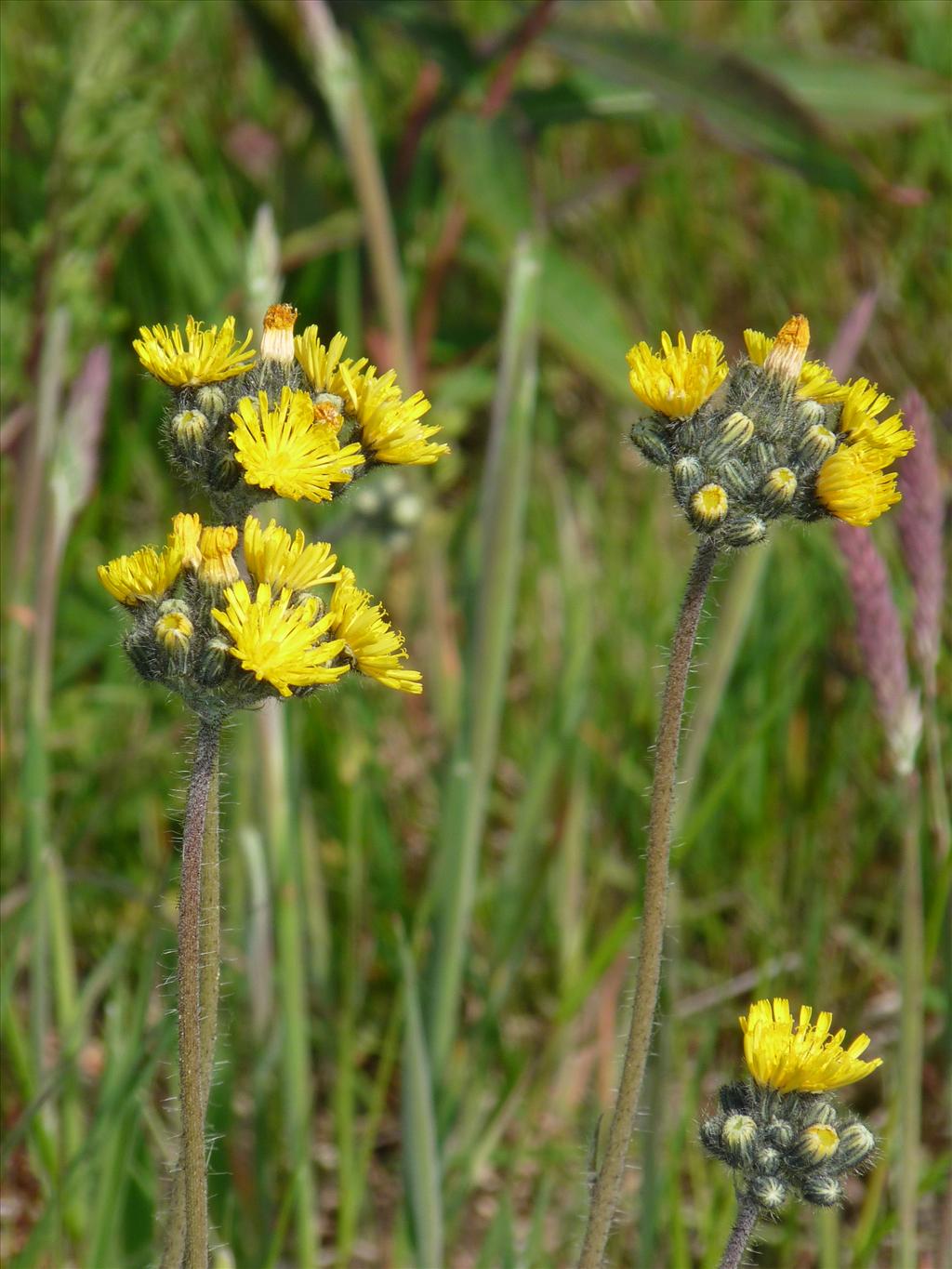 Pilosella caespitosa (door Willemien Troelstra)