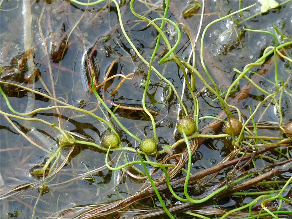 Pilularia globulifera (door Willemien Troelstra)