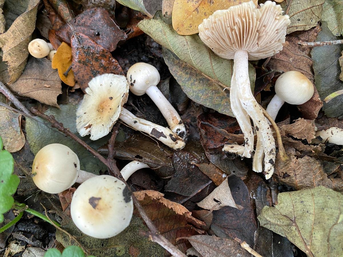Inocybe bellidiana (door Brigitte Bloem)