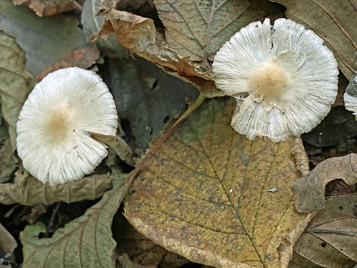 Inocybe bellidiana (door Brigitte Bloem)