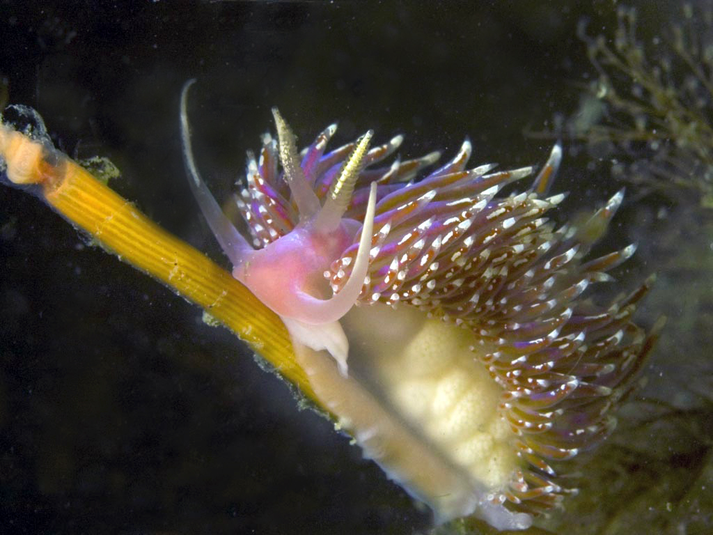 Facelina auriculata (door Marion Haarsma)