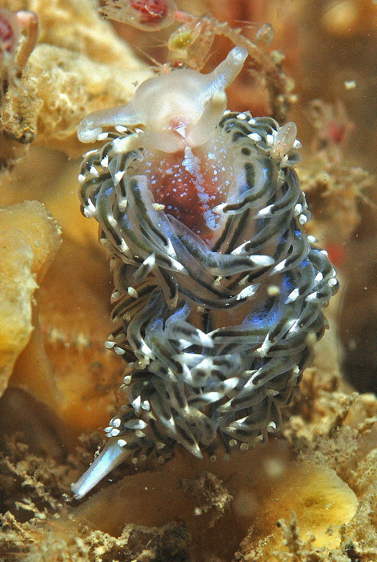 Facelina bostoniensis (door Floor Driessen)