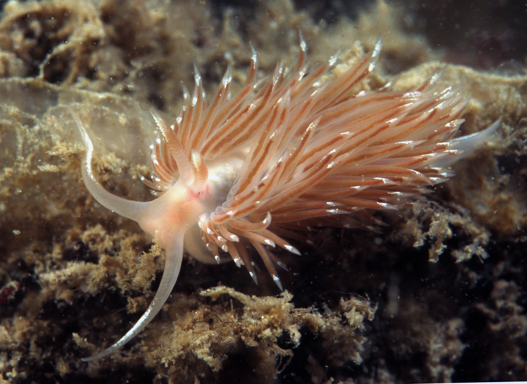 Facelina bostoniensis (door Marion Haarsma)