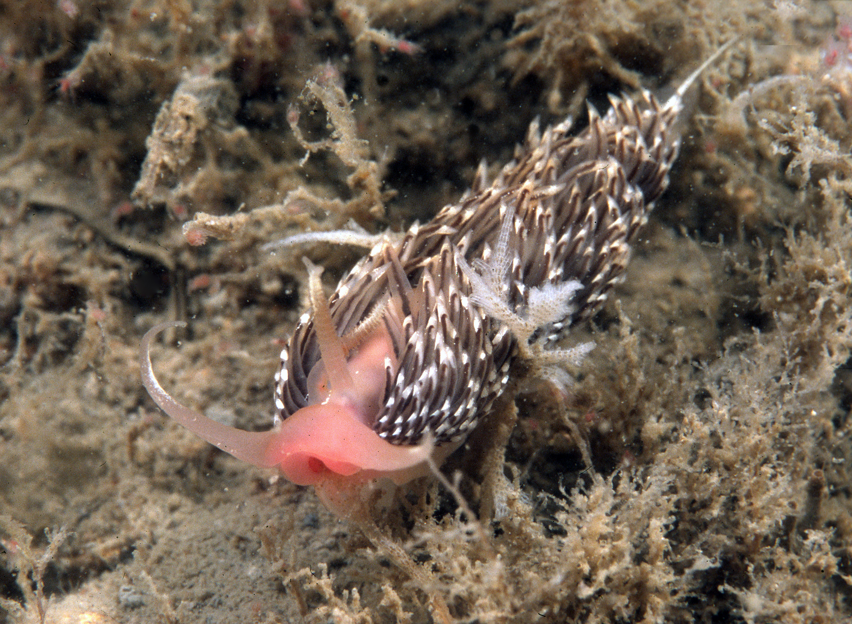 Facelina bostoniensis (door Marion Haarsma)