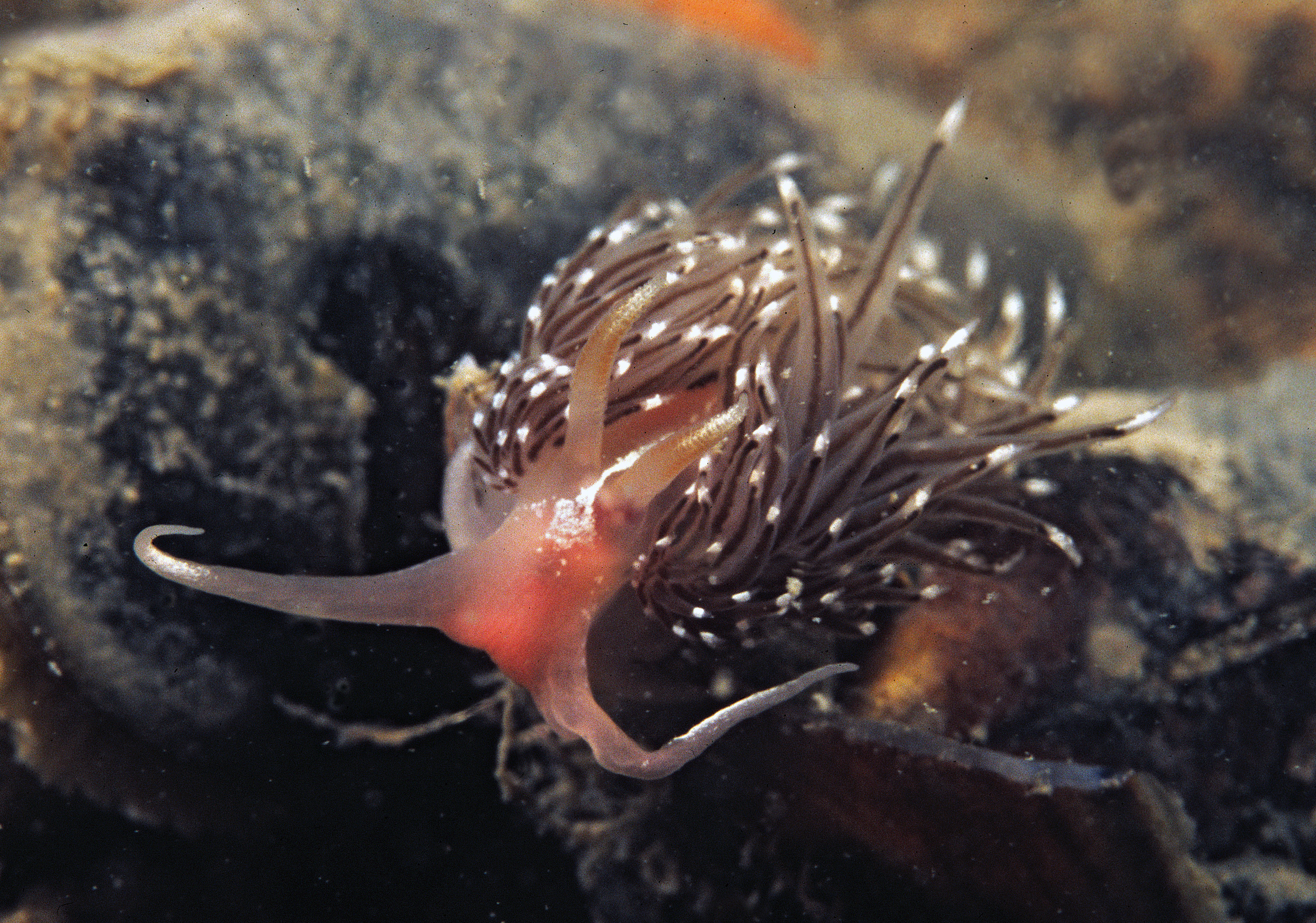 Facelina bostoniensis (door Marion Haarsma)