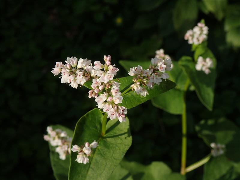 Fagopyrum esculentum (door Adrie van Heerden)