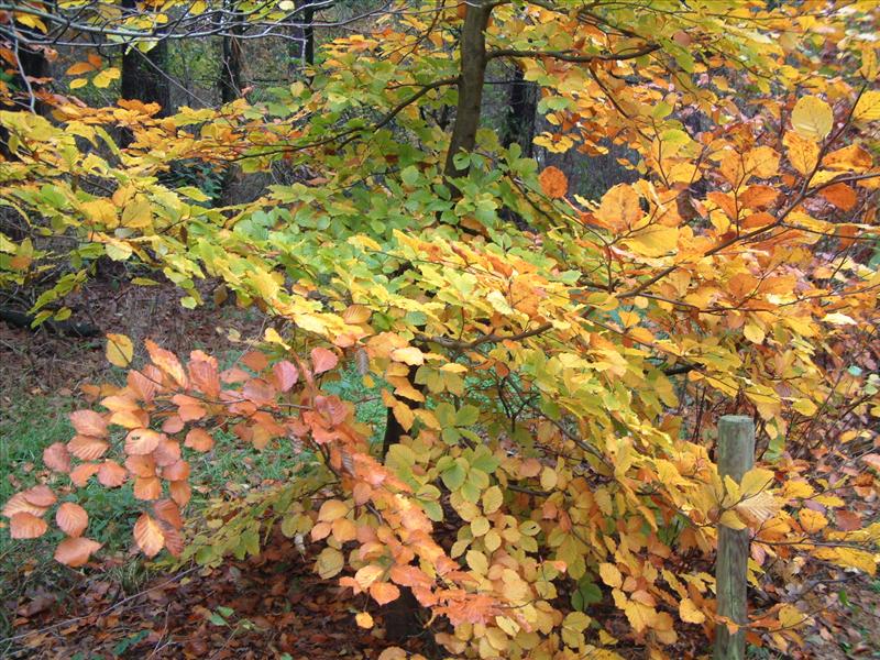 Fagus sylvatica (door Adrie van Heerden)