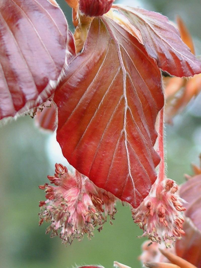 Fagus sylvatica (door Adrie van Heerden)