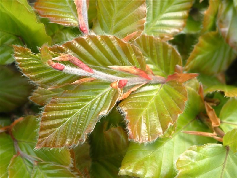 Fagus sylvatica (door Adrie van Heerden)