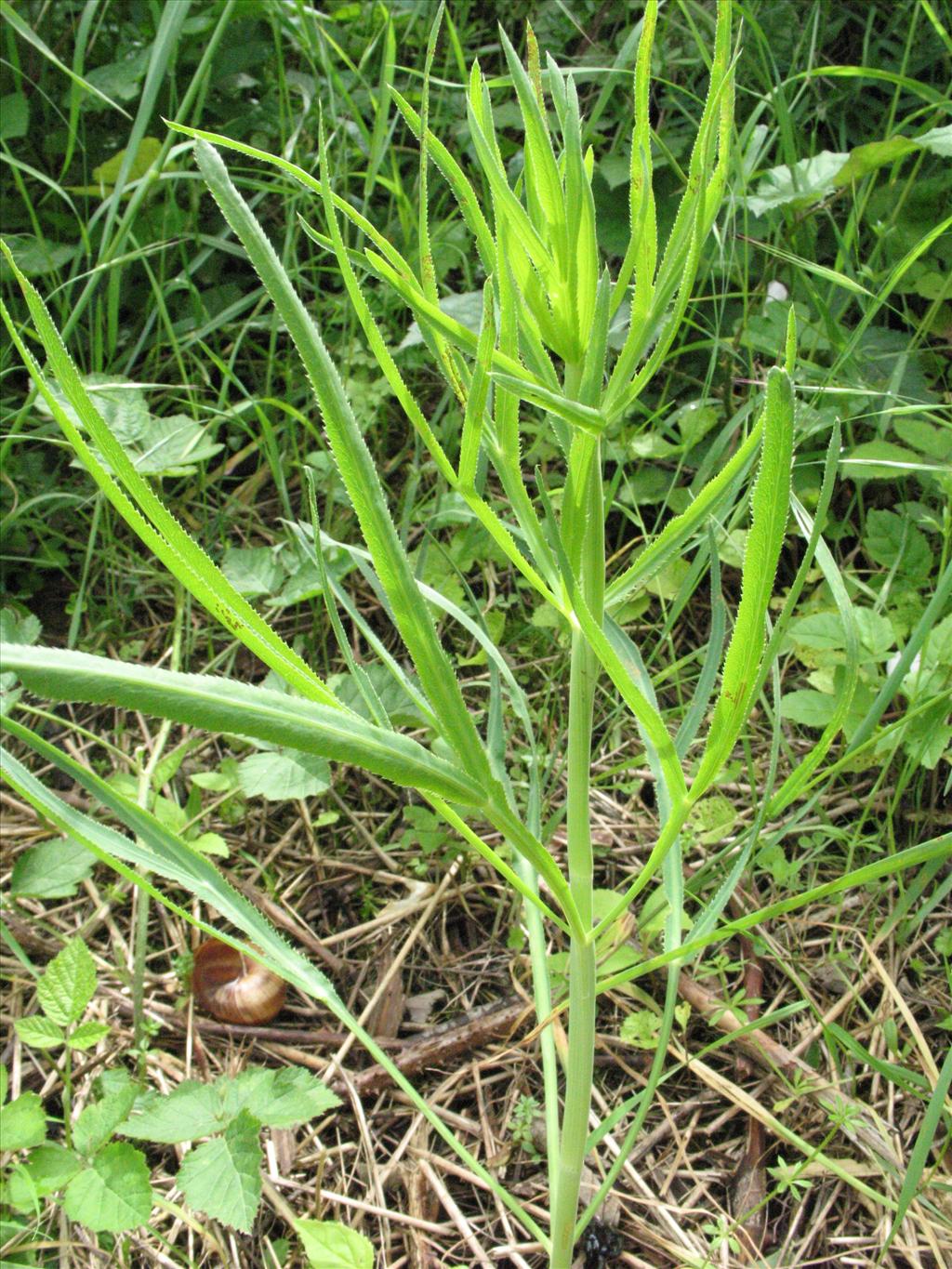 Falcaria vulgaris (door Gertjan van Mill)