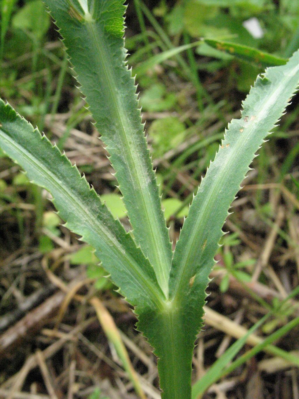 Falcaria vulgaris (door Gertjan van Mill)