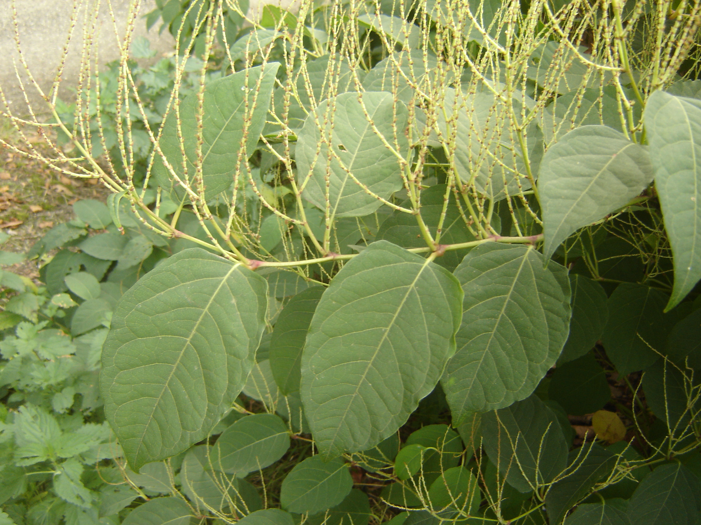 Fallopia japonica (door Ruud Beringen)