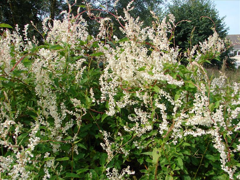 Fallopia baldschuanica (door Adrie van Heerden)