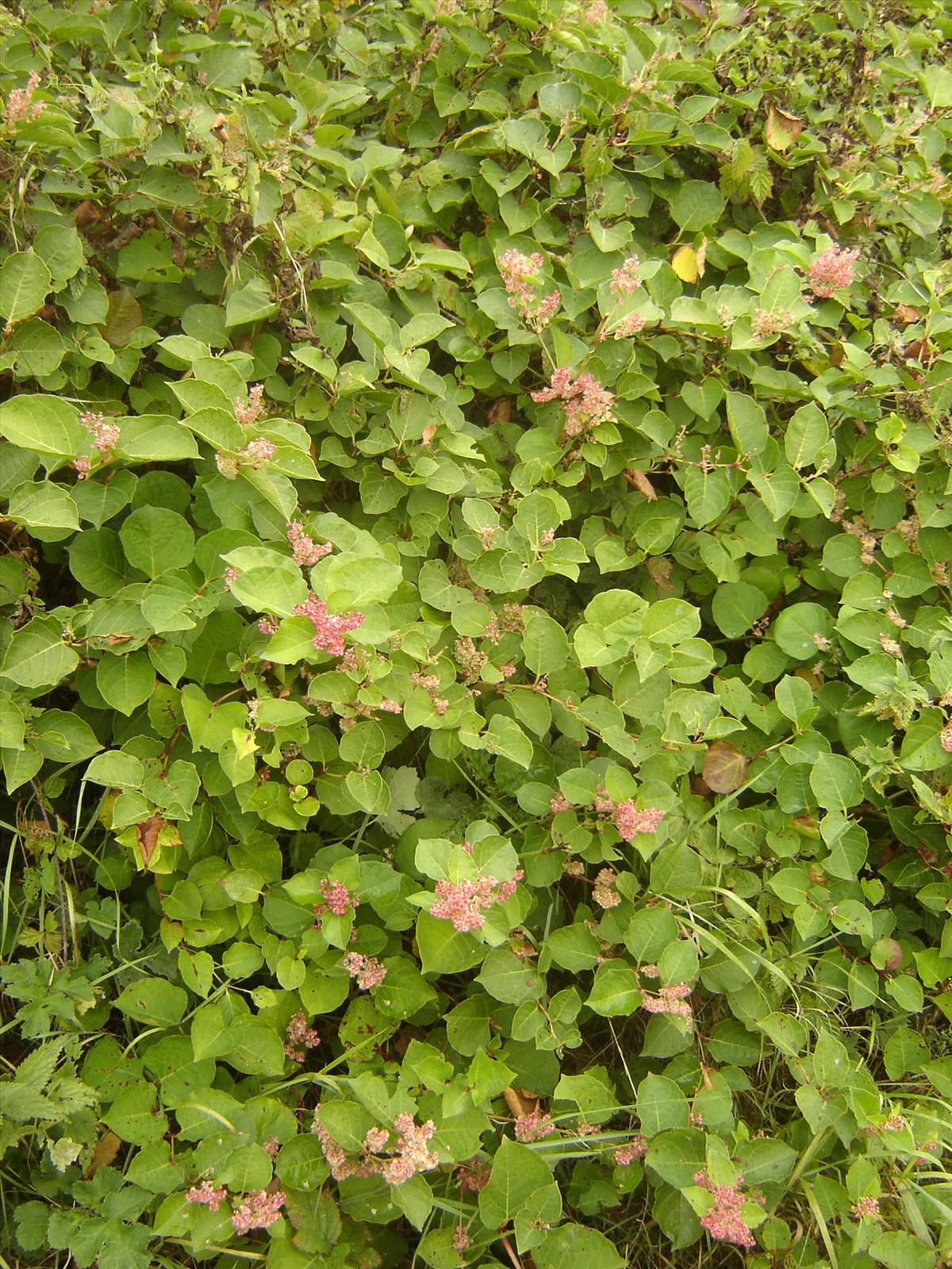 Fallopia japonica var. compacta (door Ruud Beringen)