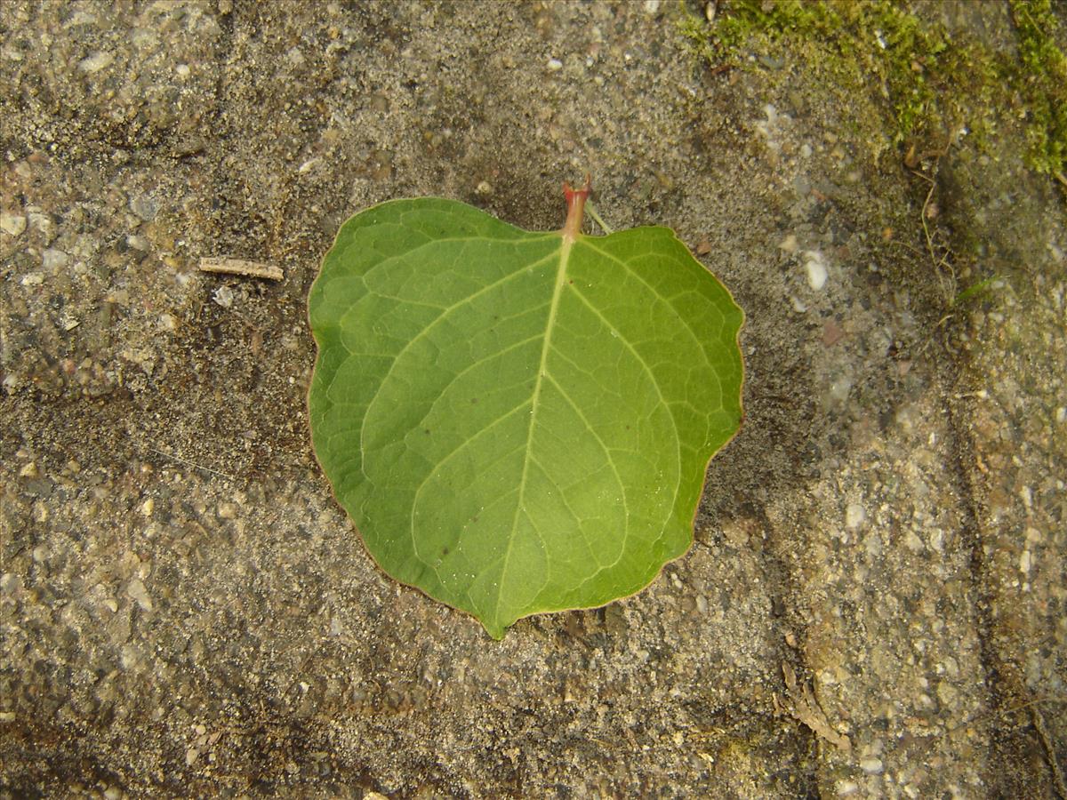 Fallopia japonica var. compacta (door Ruud Beringen)