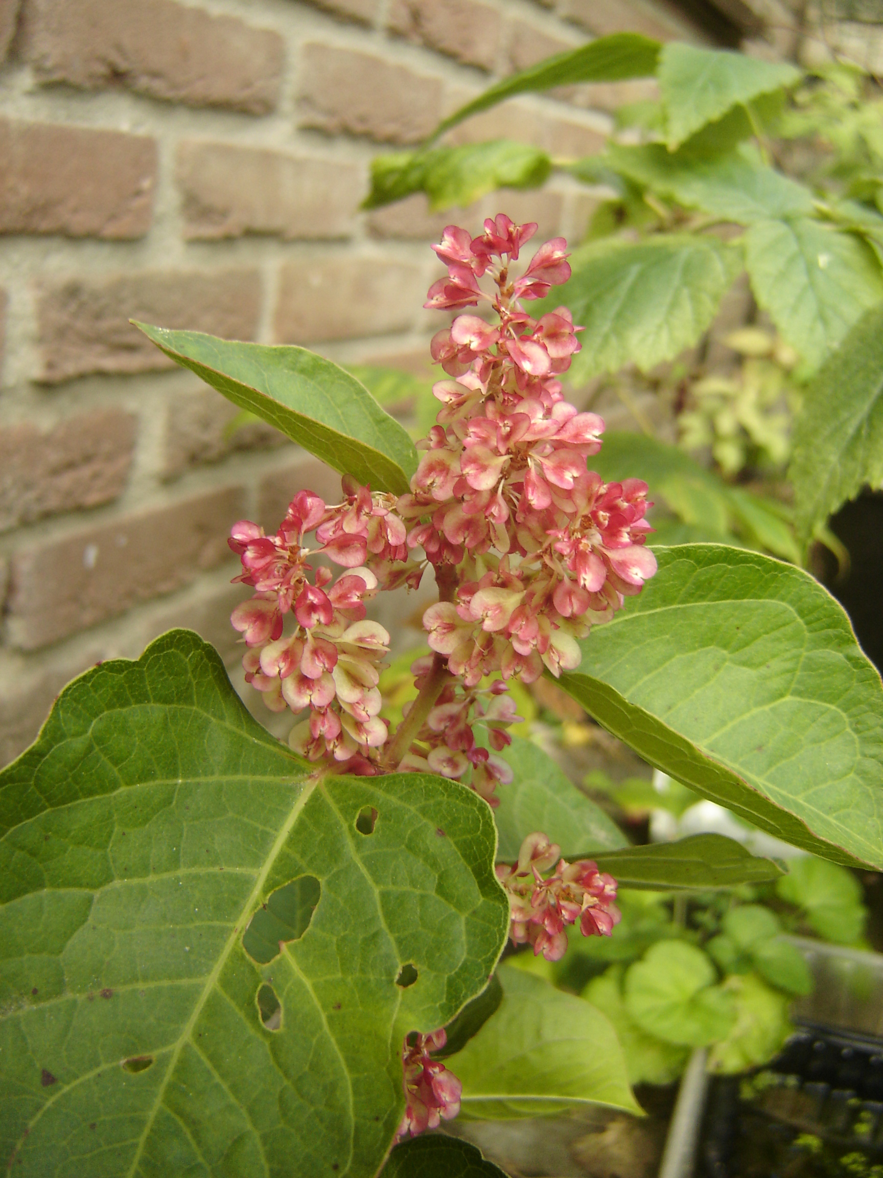 Fallopia japonica var. compacta (door Ruud Beringen)