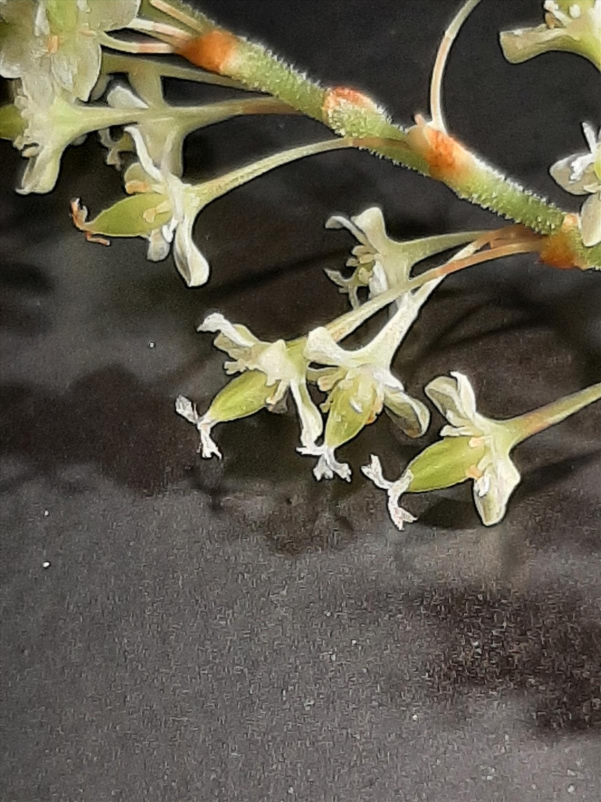 Fallopia japonica (door Ruud Beringen)