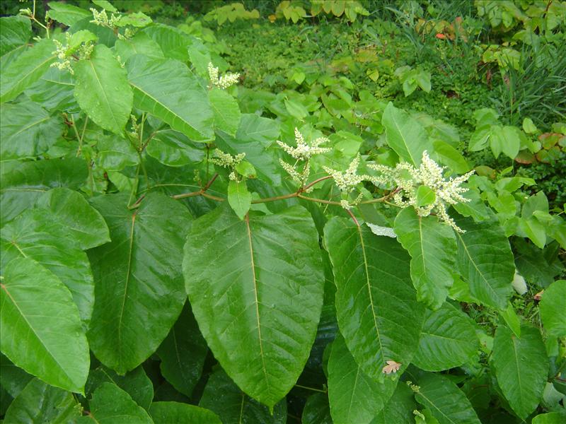 Fallopia sachalinensis (door Ruud Beringen)