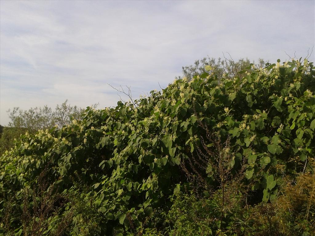 Fallopia x bohemica (door Edwin Dijkhuis)