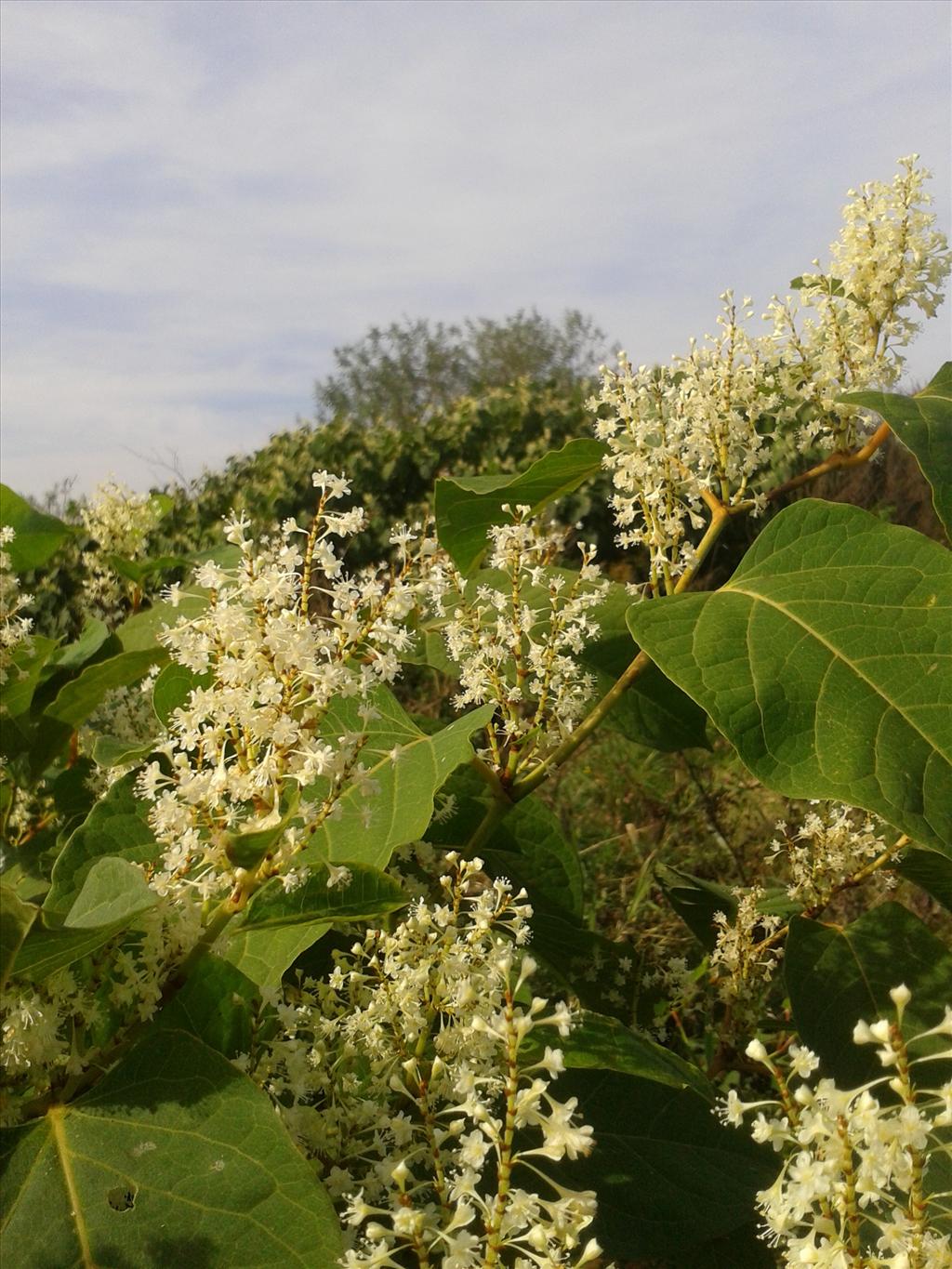 Fallopia x bohemica (door Edwin Dijkhuis)