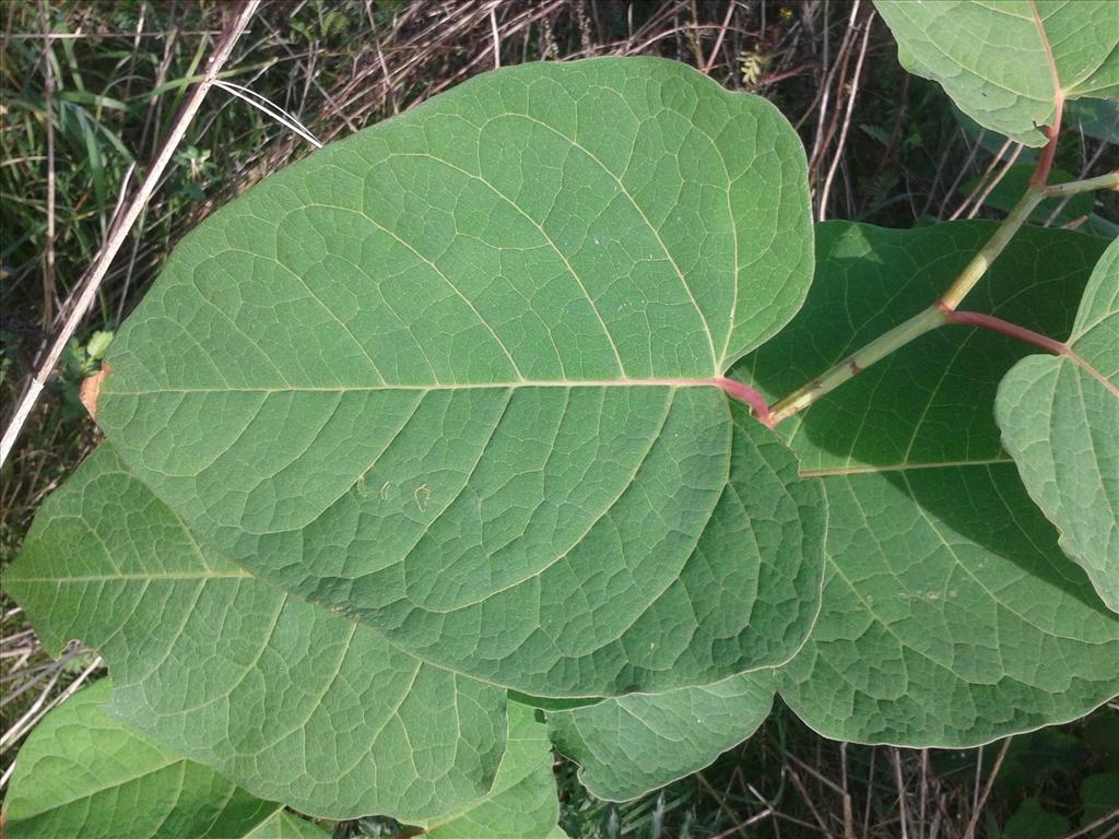 Fallopia x bohemica (door Edwin Dijkhuis)