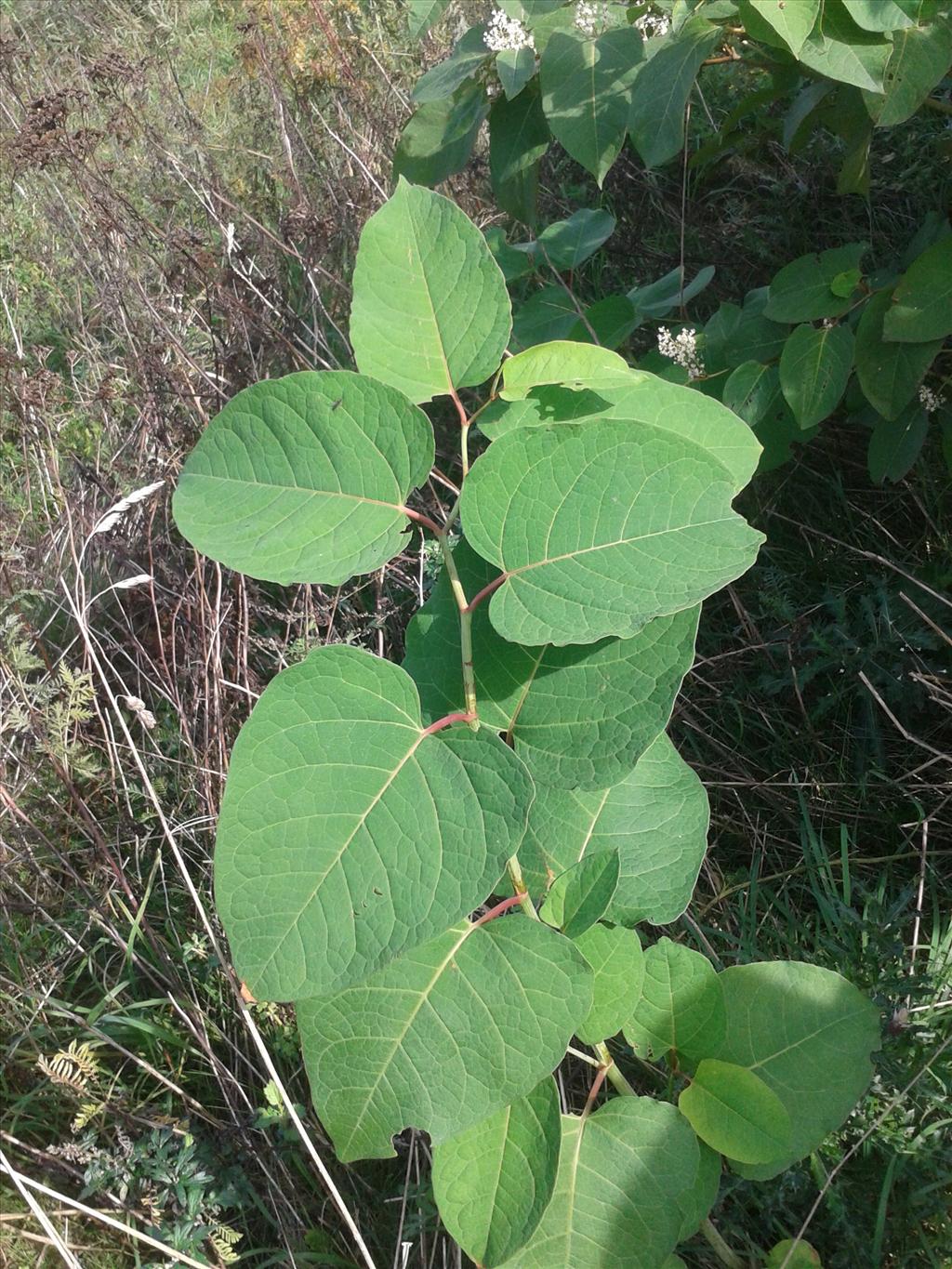 Fallopia x bohemica (door Edwin Dijkhuis)