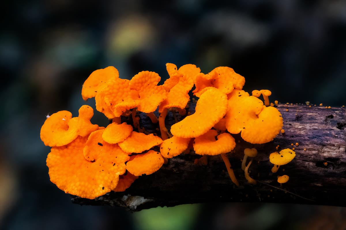 Favolaschia calocera (door John Breugelmans)