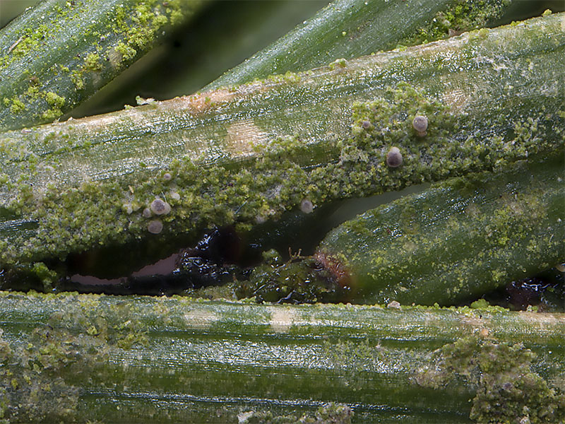 Fellhaneropsis myrtillicola (door Bart Horvers)