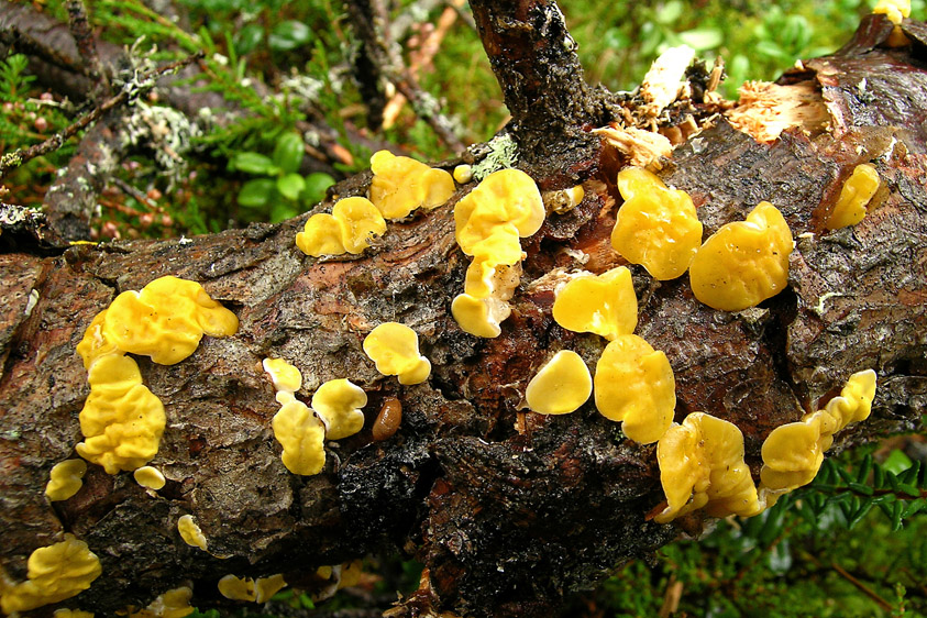 Ditiola peziziformis (door Henk Huijser)