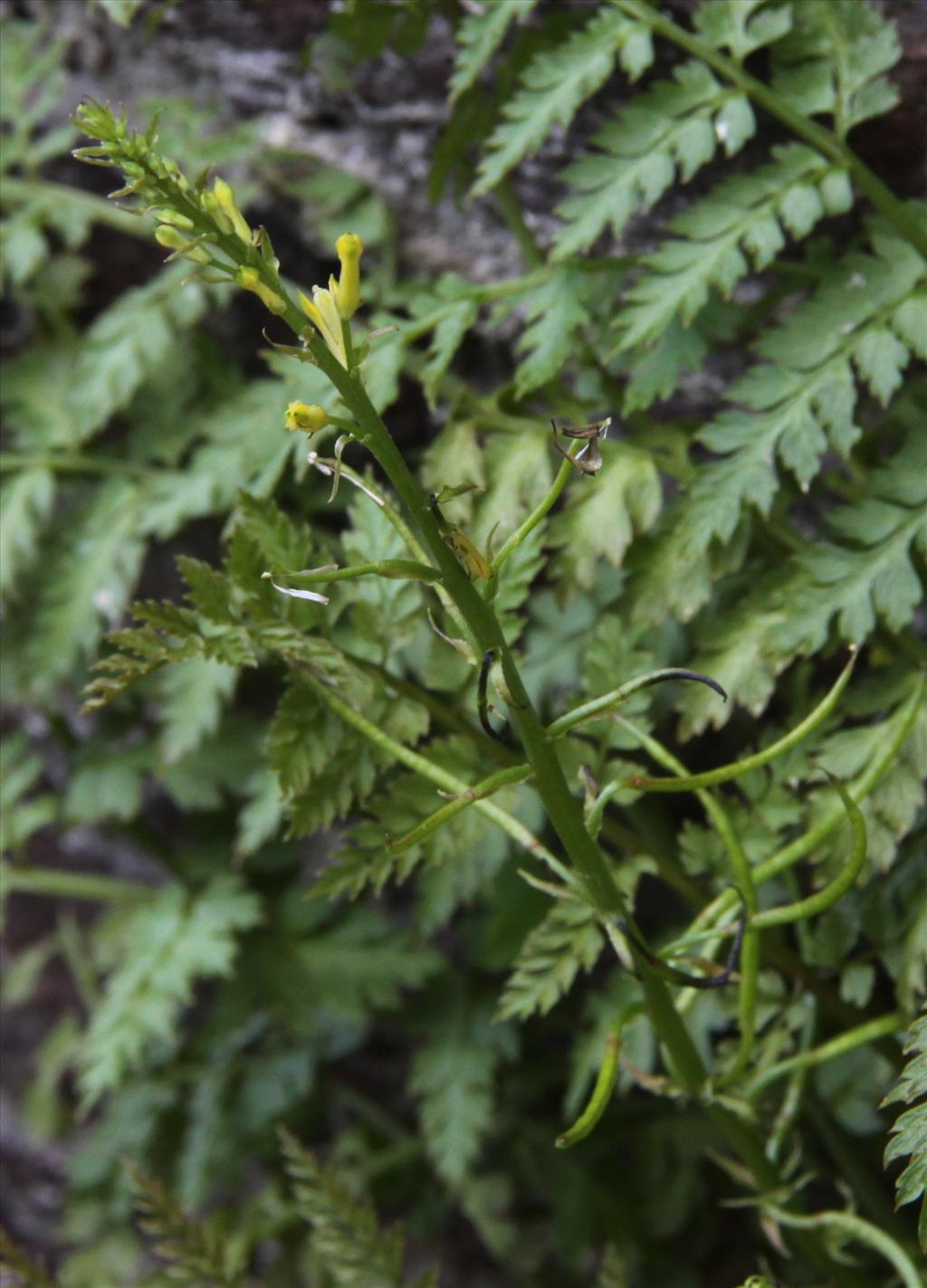 Corydalis cheilanthifolia (door Peter Meininger)