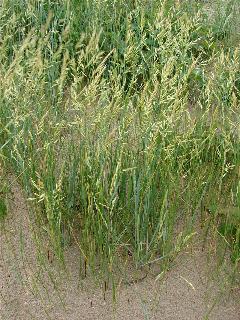 Festuca arenaria (door Adrie van Heerden)