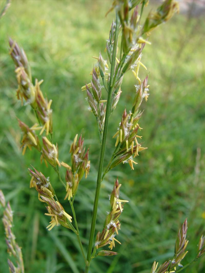 Schedonorus arundinaceus (door Adrie van Heerden)