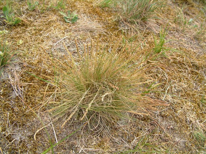 Festuca filiformis (door Adrie van Heerden)