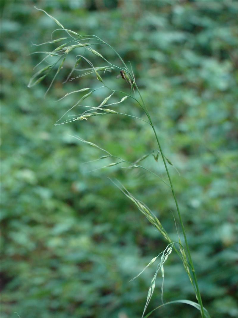 Schedonorus giganteus (door Adrie van Heerden)